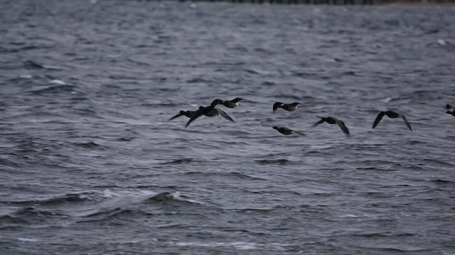 Brant (Atlantic) - ML614520001