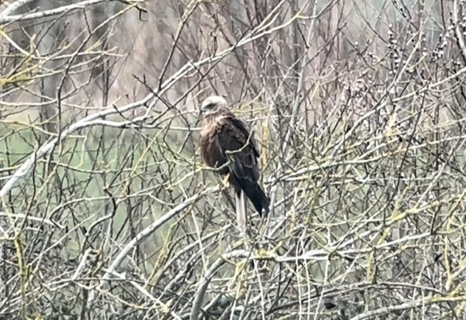 Western Marsh Harrier - ML614520088