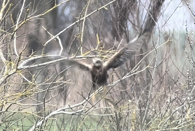 Western Marsh Harrier - Patrick Finch