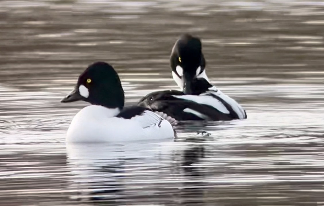 Common Goldeneye - ML614520095