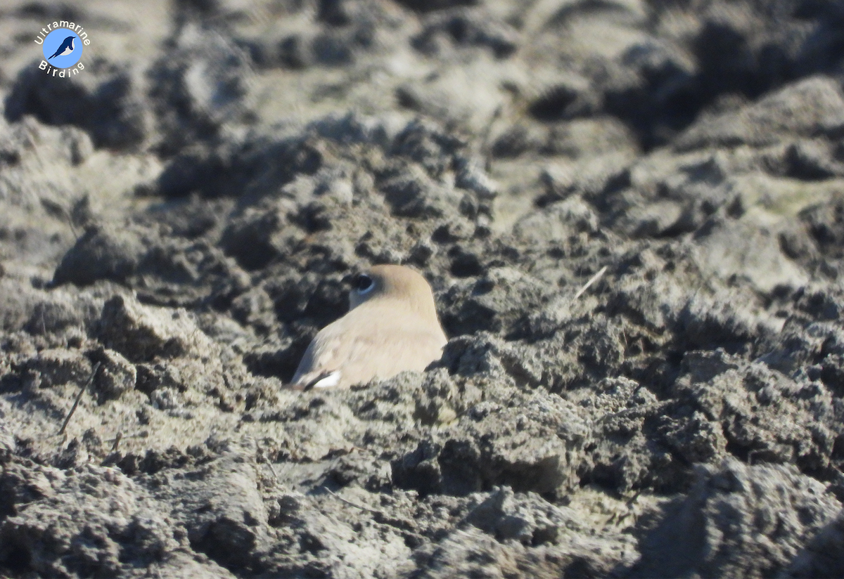 Small Pratincole - ML614520126