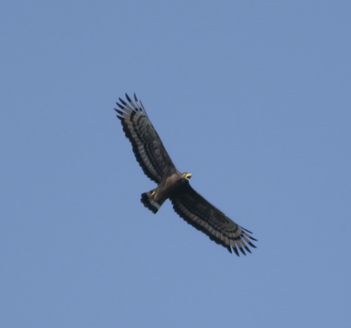 Crested Serpent-Eagle - Savio Fonseca (www.avocet-peregrine.com)