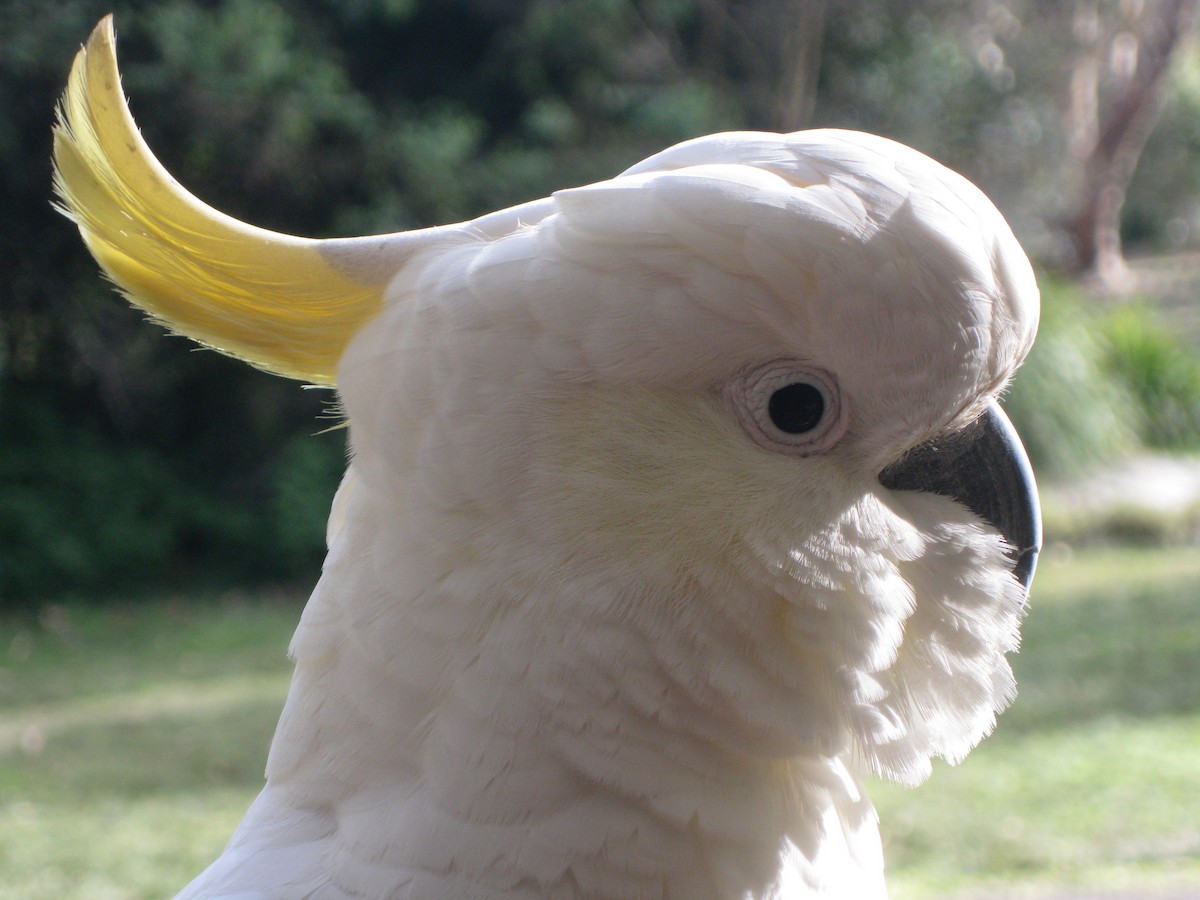 Sulphur-crested Cockatoo - Ian Leaver