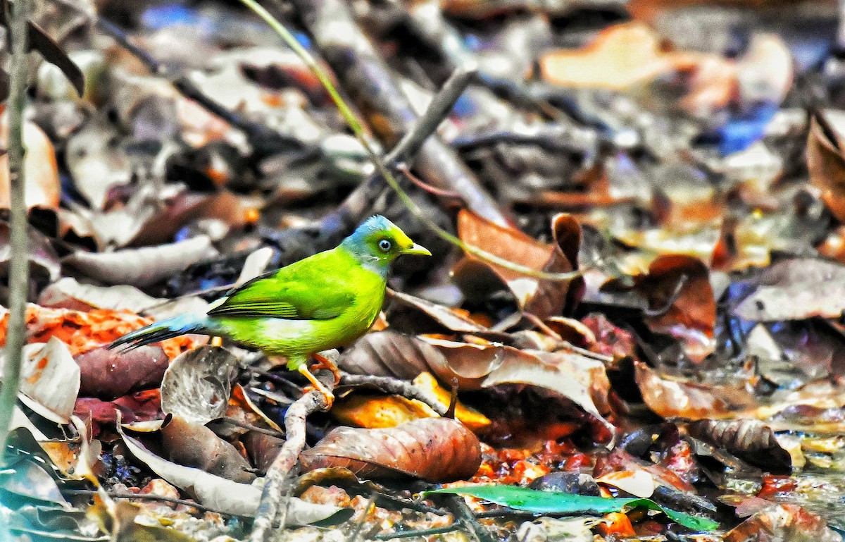 Gray-headed Bulbul - ML614520293