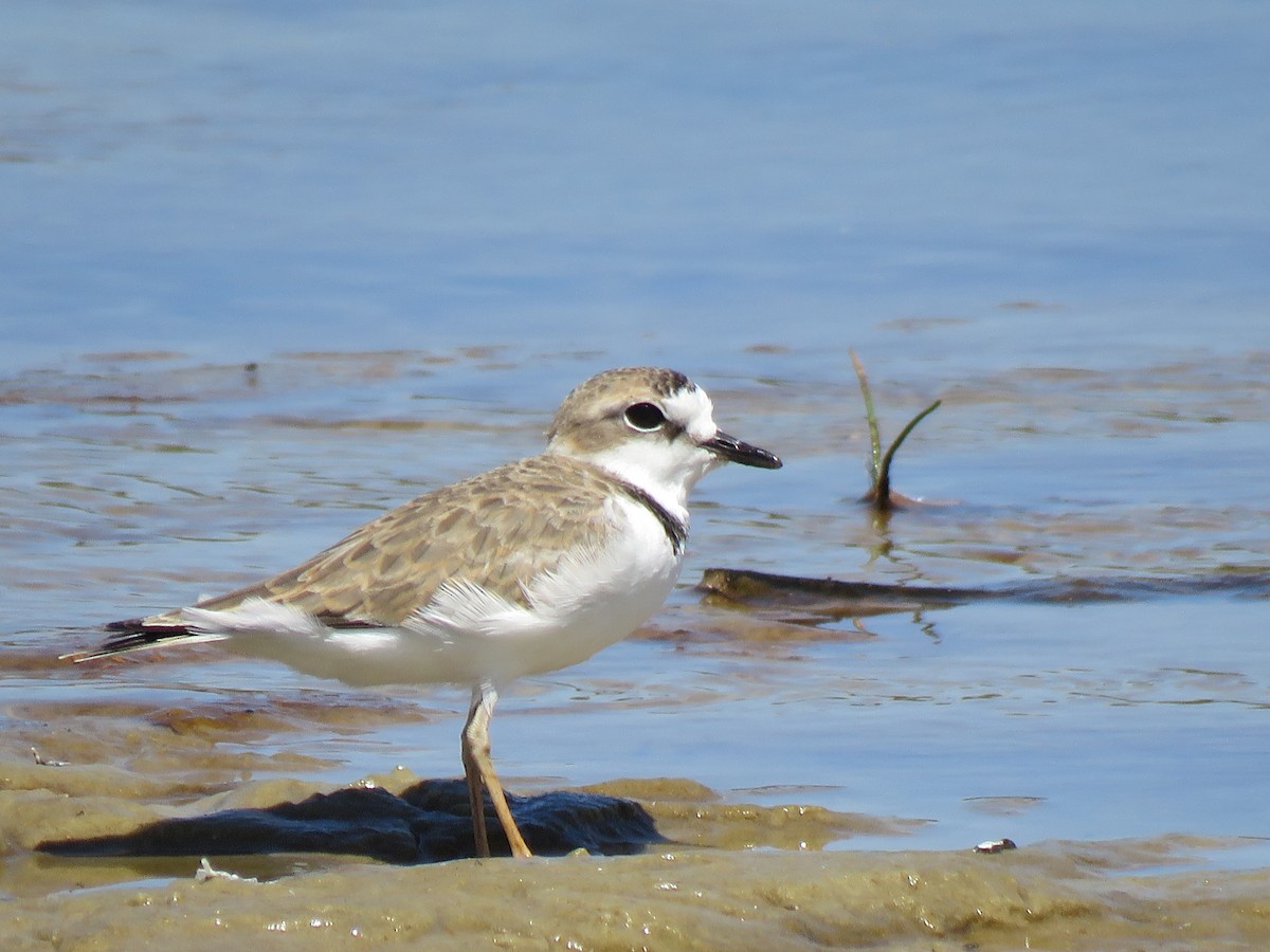 Collared Plover - ML614520299