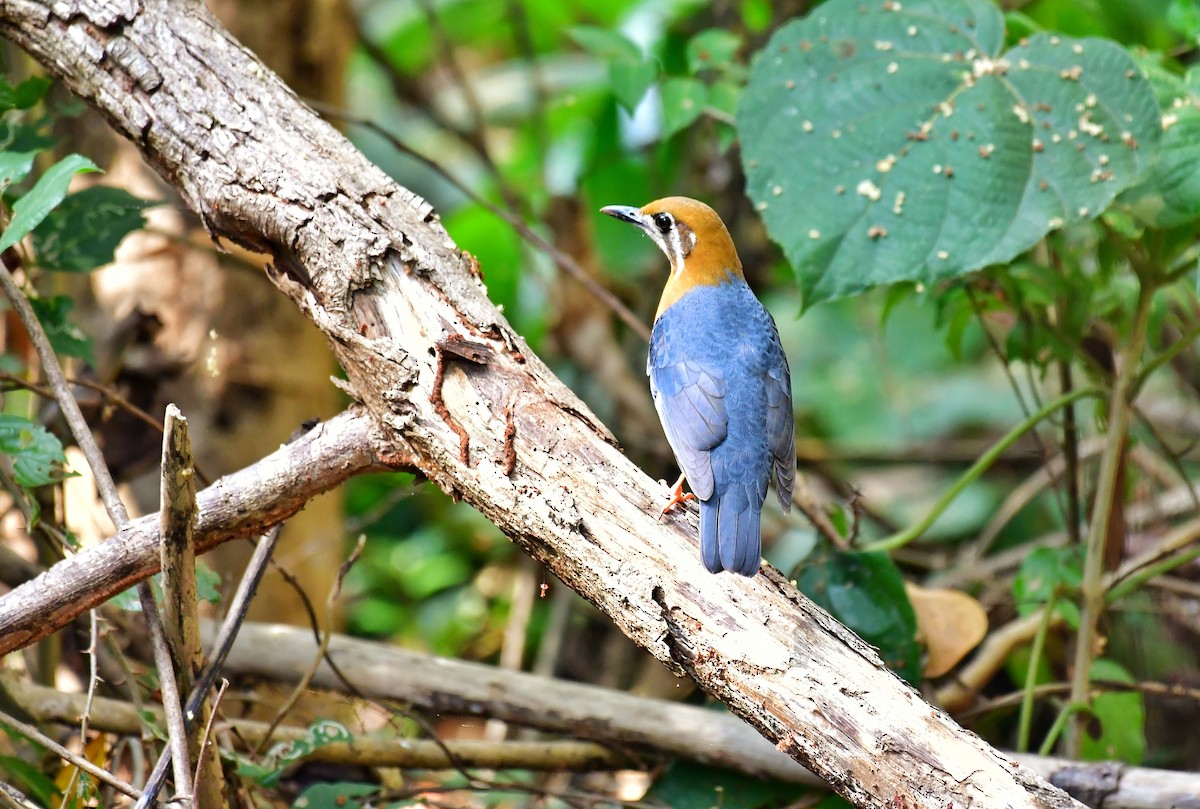 Orange-headed Thrush - ML614520317