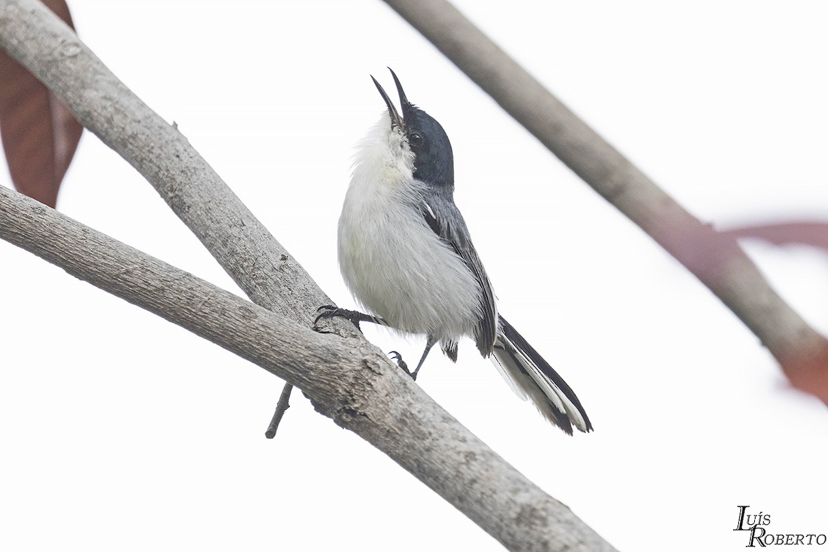 Tropical Gnatcatcher (atricapilla) - ML614520325