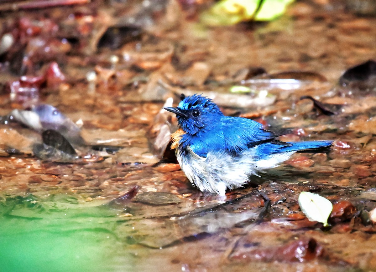 Blue-throated Flycatcher - ML614520353