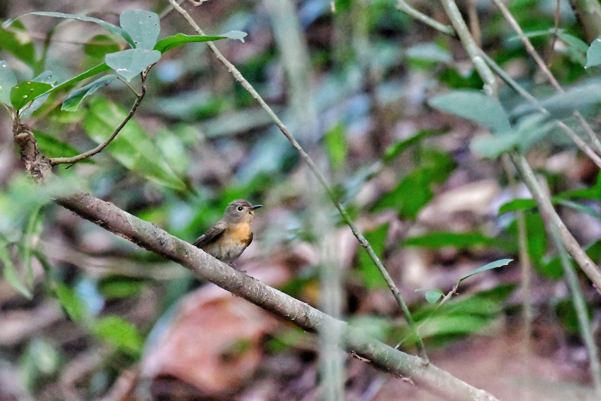 Blue-throated Flycatcher - ML614520354