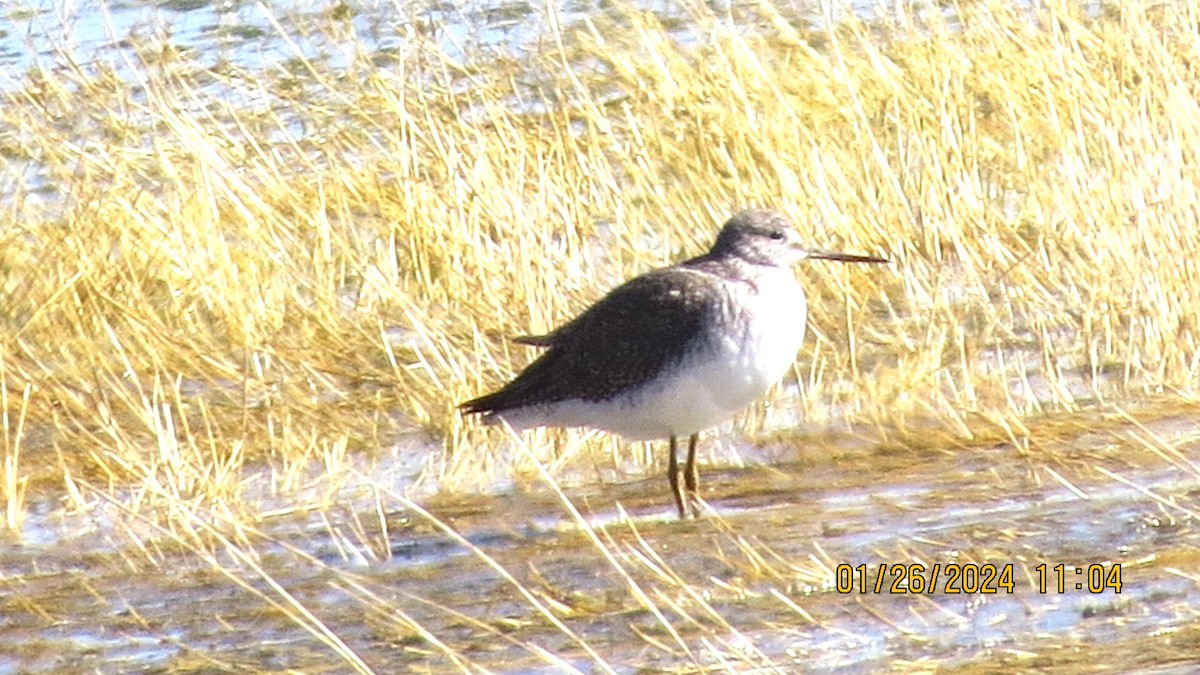 Greater Yellowlegs - David Dunford