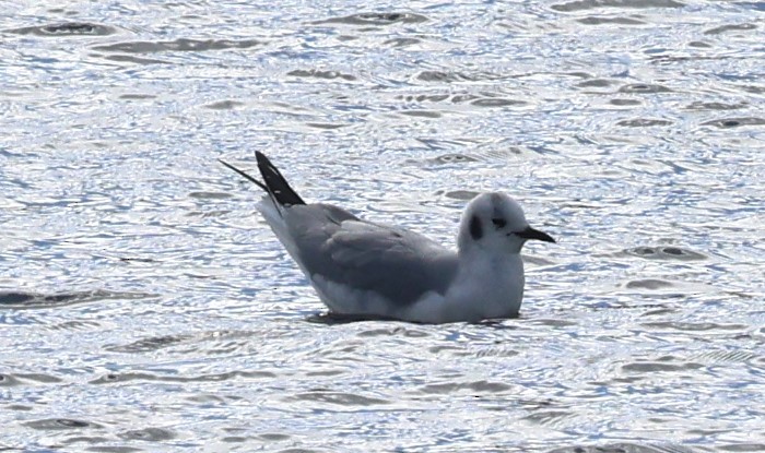 Bonaparte's Gull - ML614520420