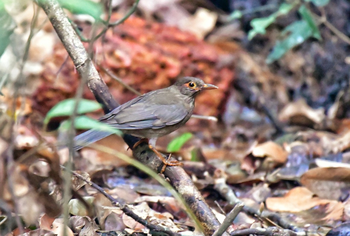 Indian Blackbird - ML614520427