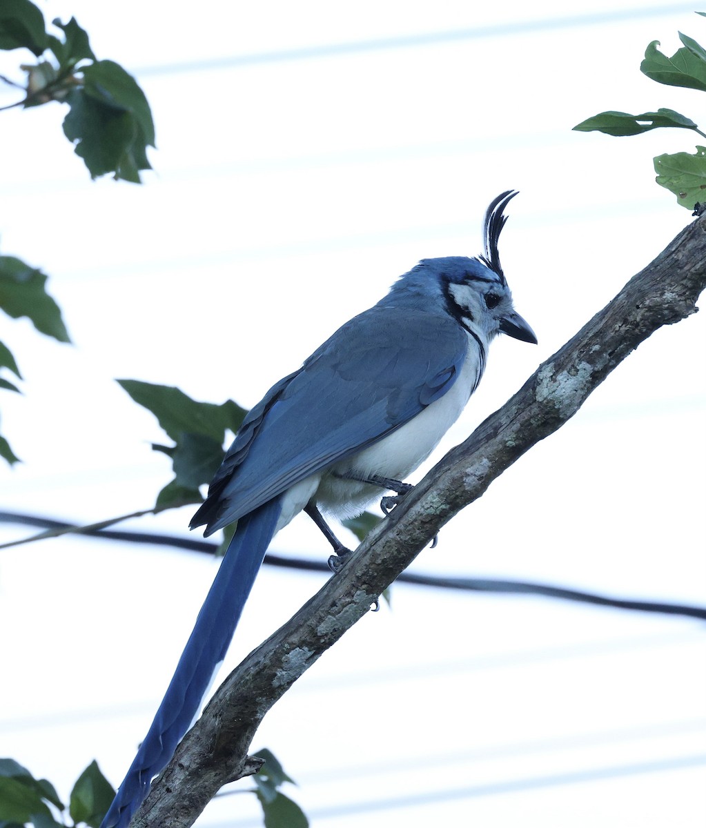 Weißkehl-Elsternhäher - ML614520430