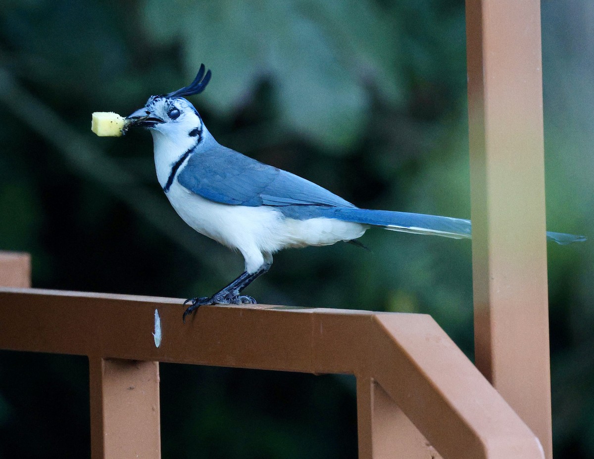 Weißkehl-Elsternhäher - ML614520431