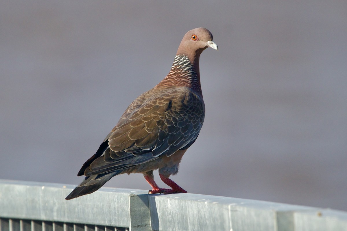 Picazuro Pigeon - ML614520440