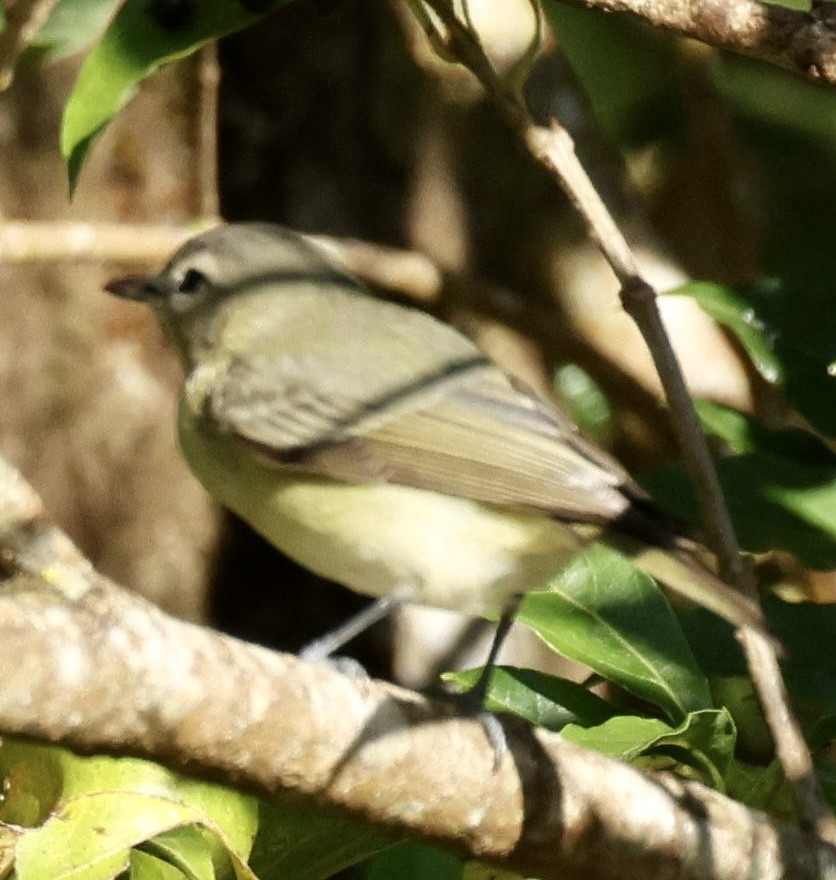 Eastern/Western Warbling Vireo - ML614520475