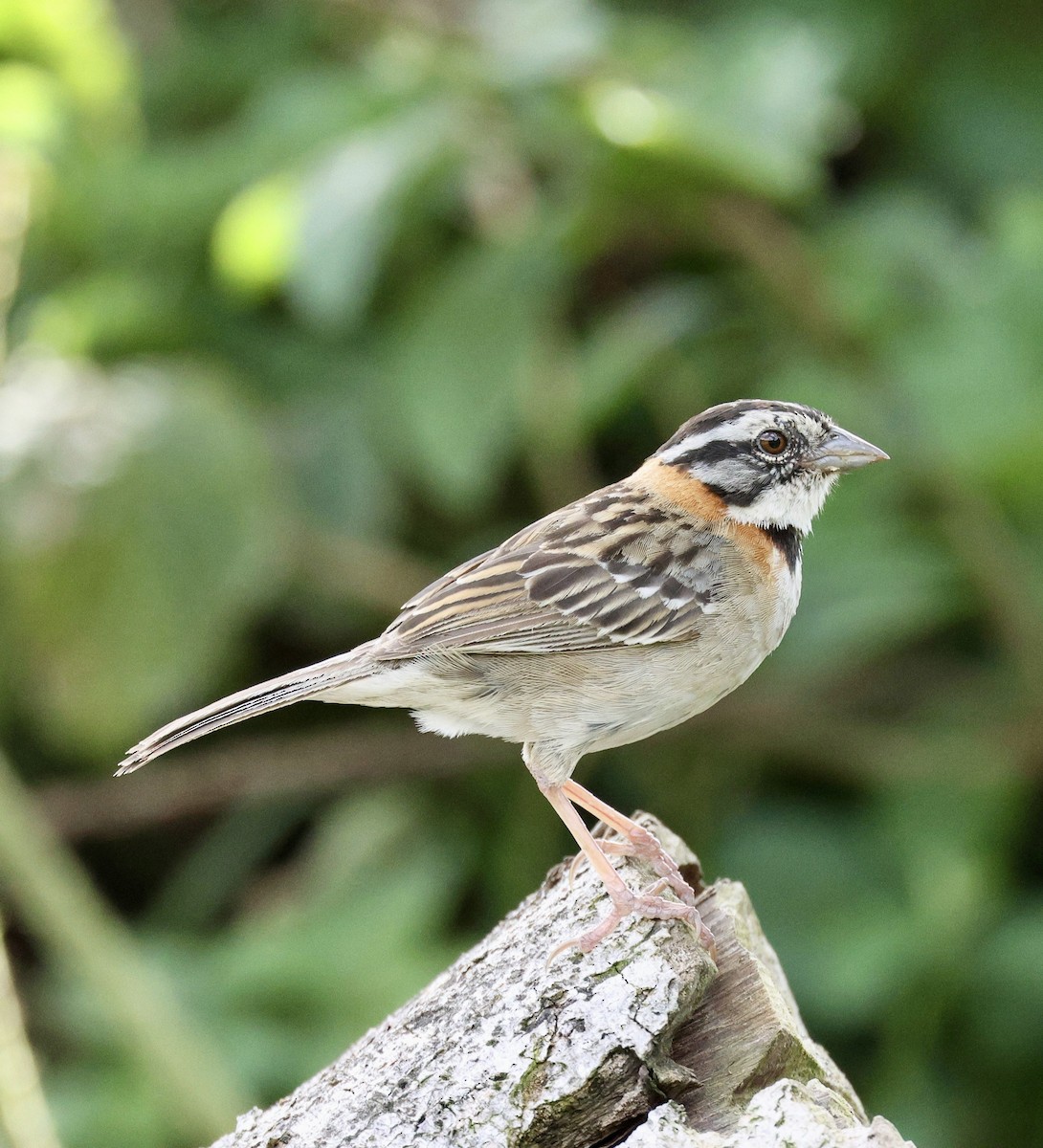 Morgenammer - ML614520528