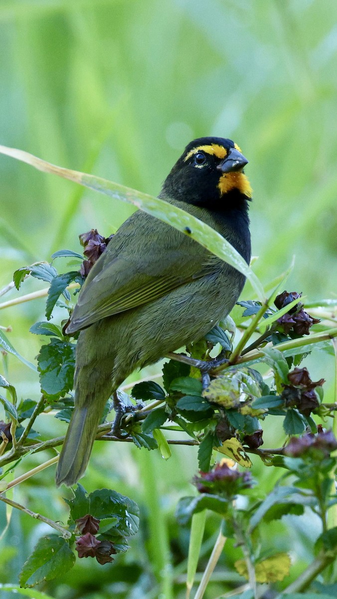 Goldbrauen-Gimpeltangare - ML614520581