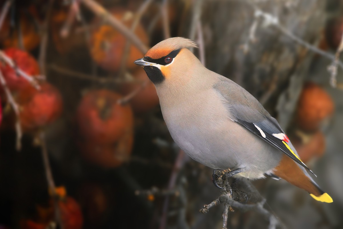 Bohemian Waxwing - ML614520593