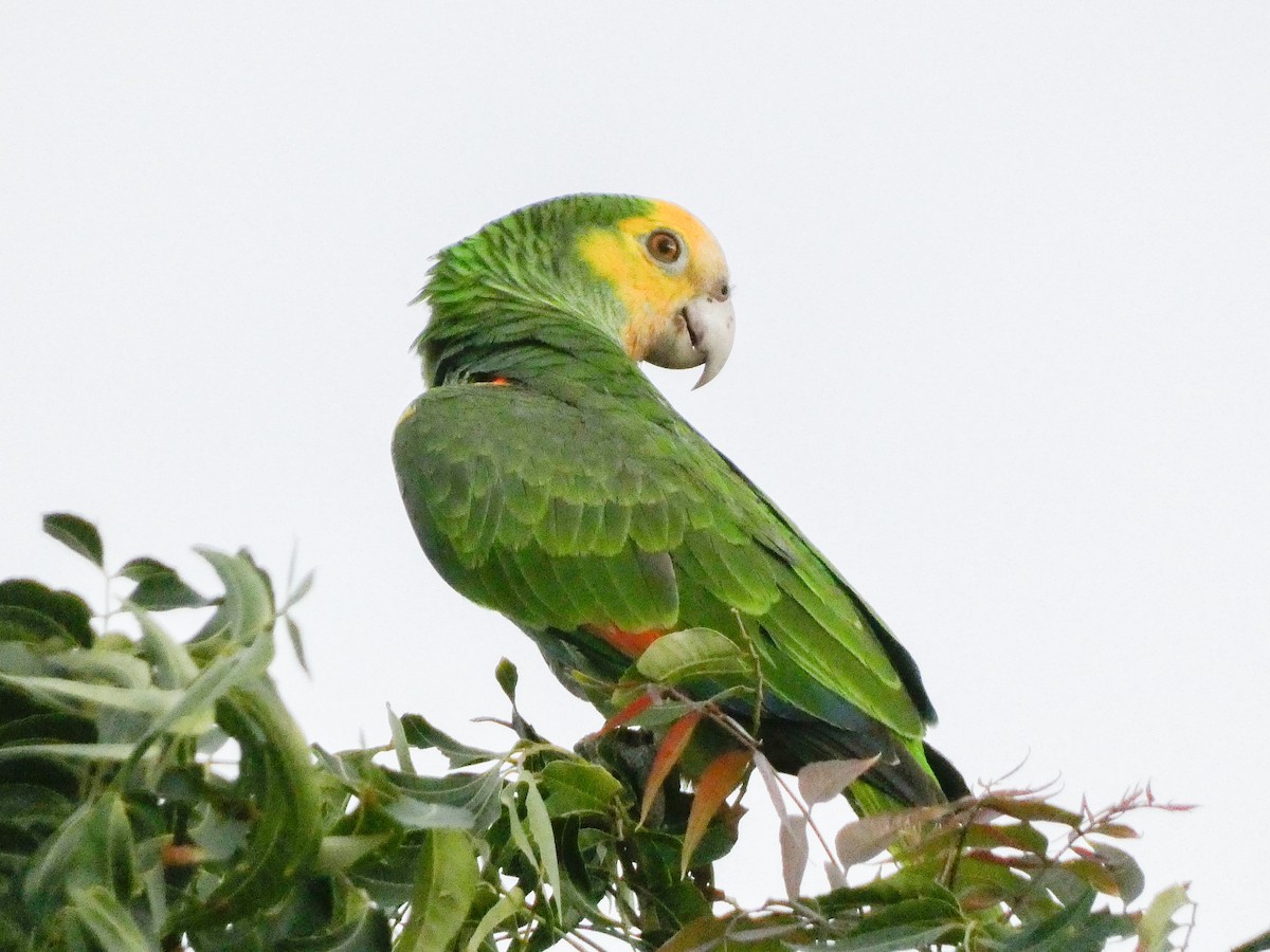 Yellow-shouldered Parrot - Larry Morin