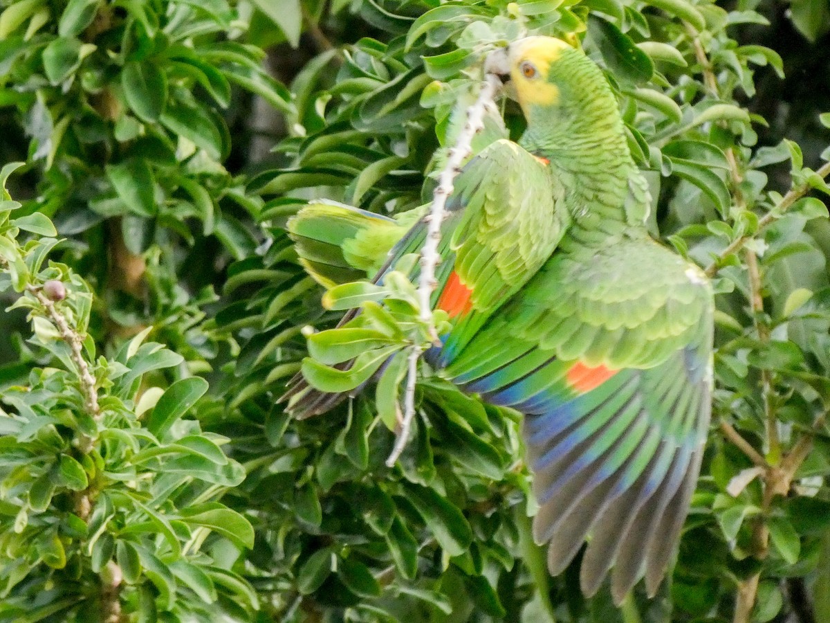 Yellow-shouldered Parrot - Larry Morin