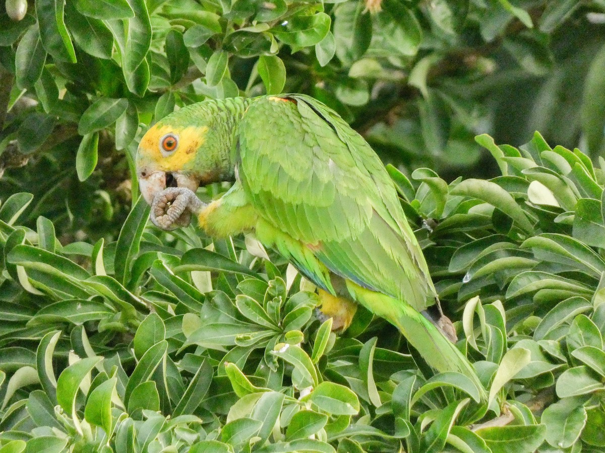 Yellow-shouldered Parrot - Larry Morin