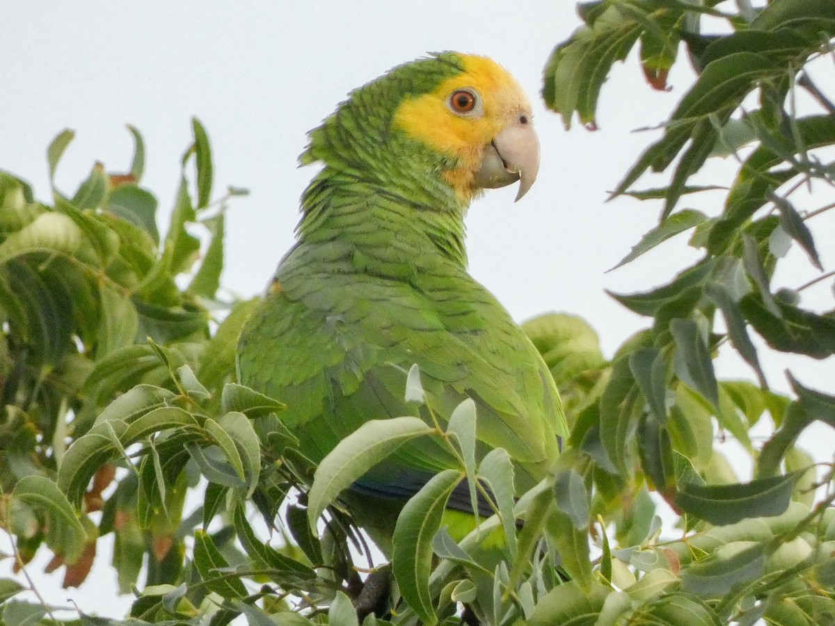 Amazona de Hombro Gualda - ML614520612