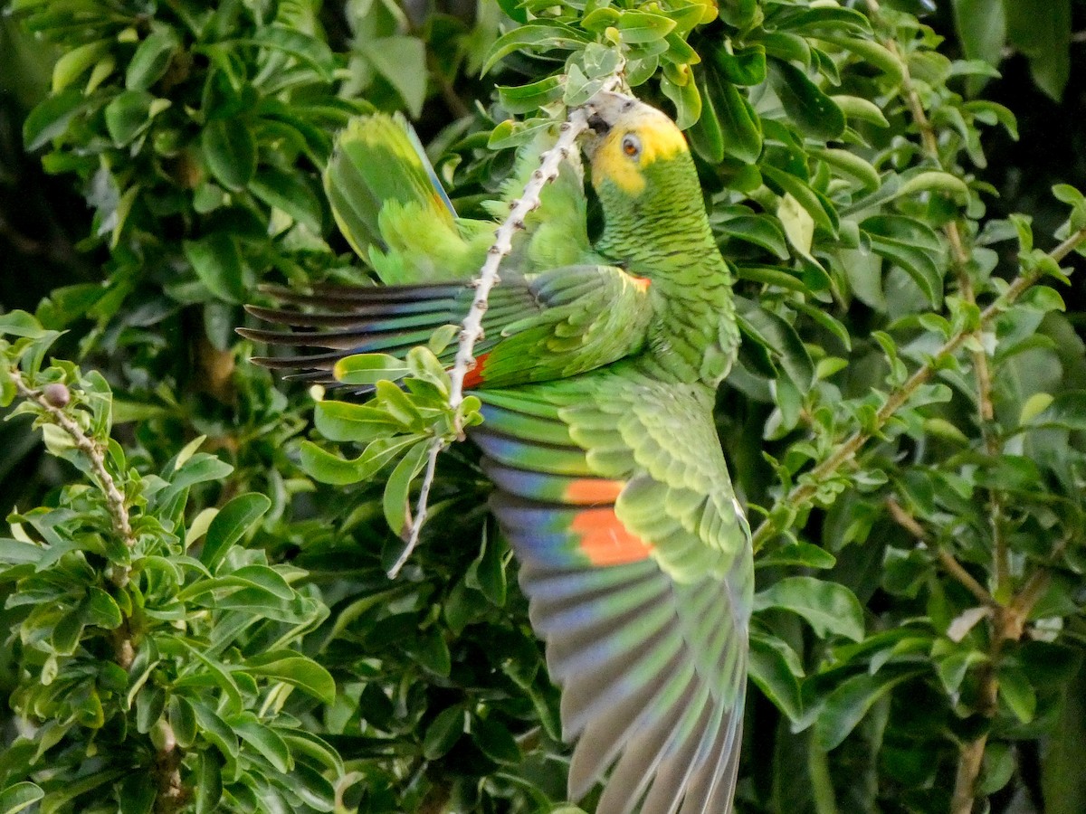 Amazone à épaulettes jaunes - ML614520613