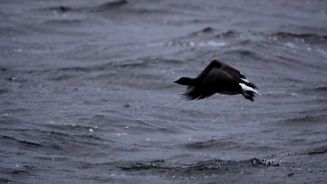 Brant (Atlantic) - ML614520633
