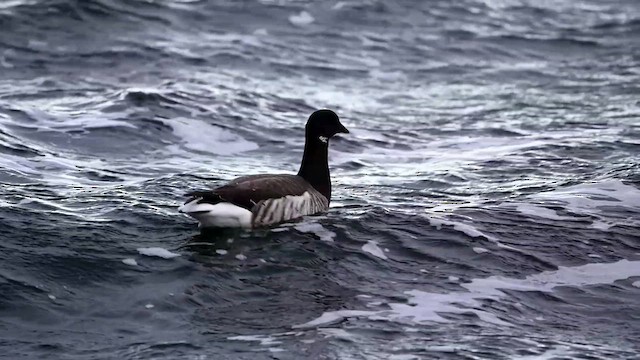 Brant (Atlantic) - ML614520634