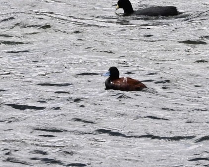 Andean Duck (ferruginea) - ML614520703