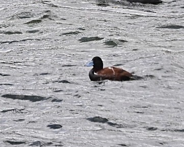 Andean Duck (ferruginea) - ML614520704