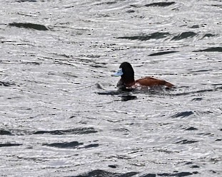 Andean Duck (ferruginea) - Joe Wujcik