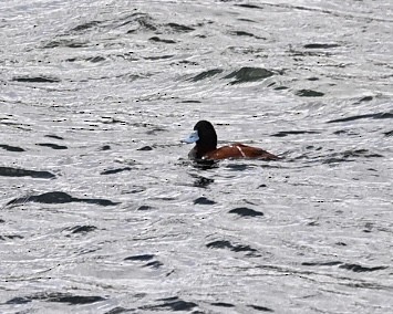 Andean Duck (ferruginea) - ML614520706