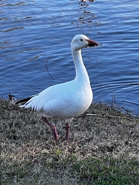 Snow Goose - ML614520726