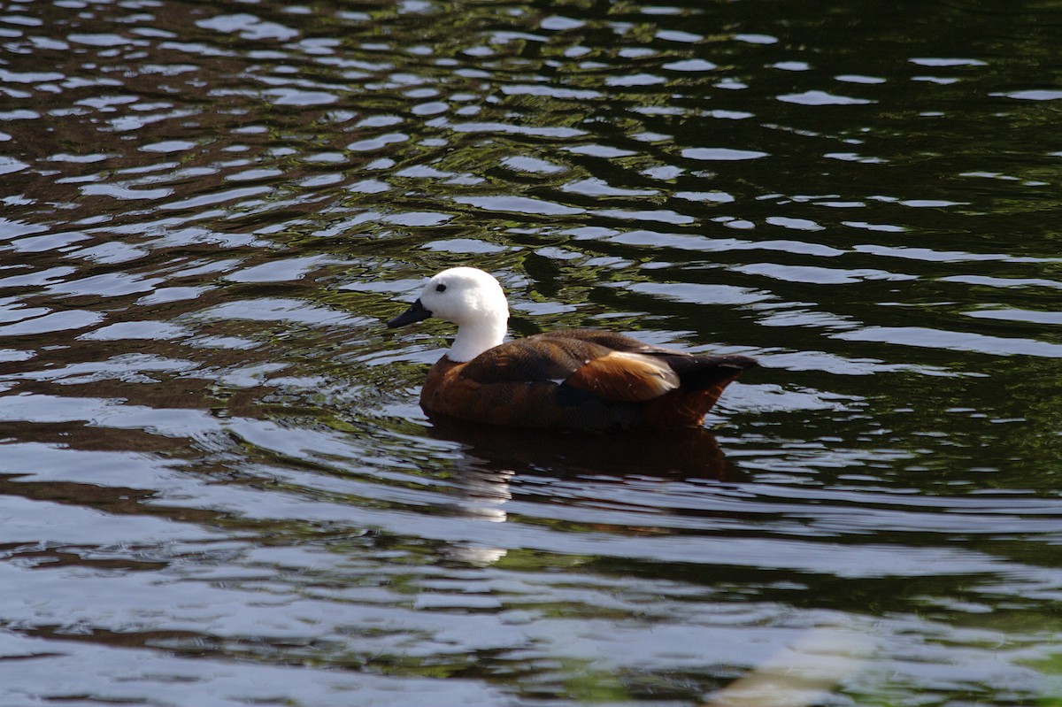 Paradise Shelduck - Barbara Boysen