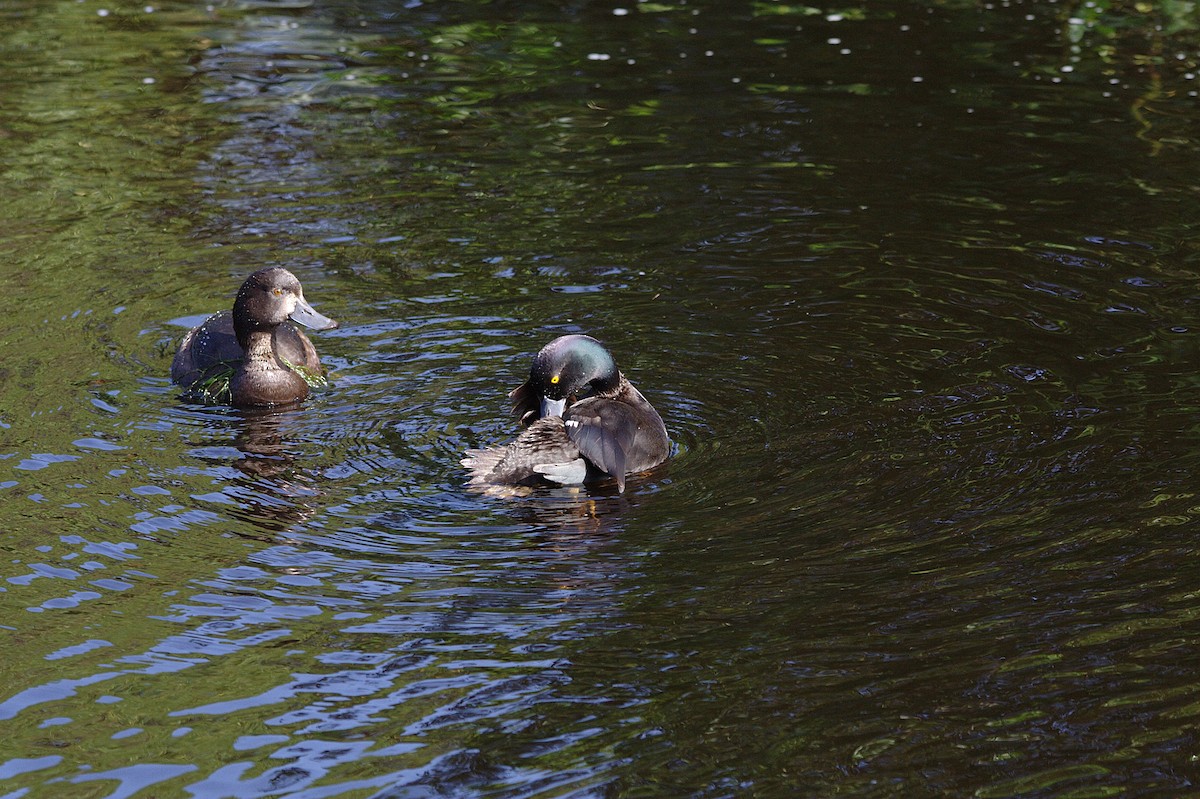 New Zealand Scaup - Barbara Boysen