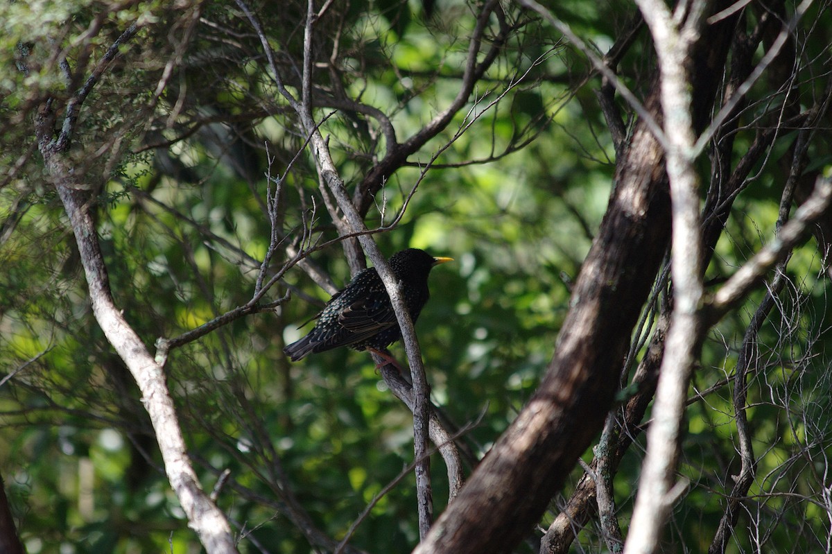 European Starling - ML614520803