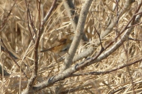 Troglodyte des marais - ML614520829