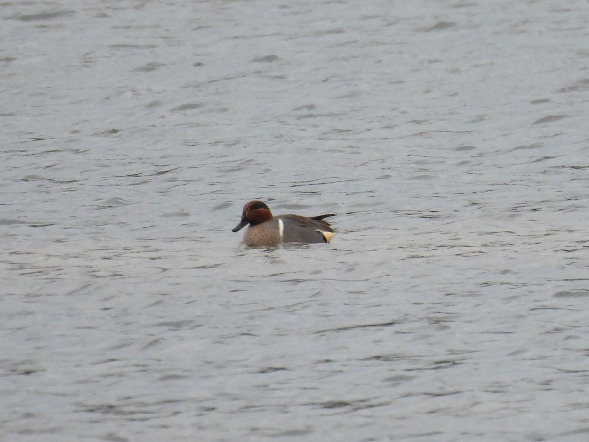 Green-winged Teal - ML614520999