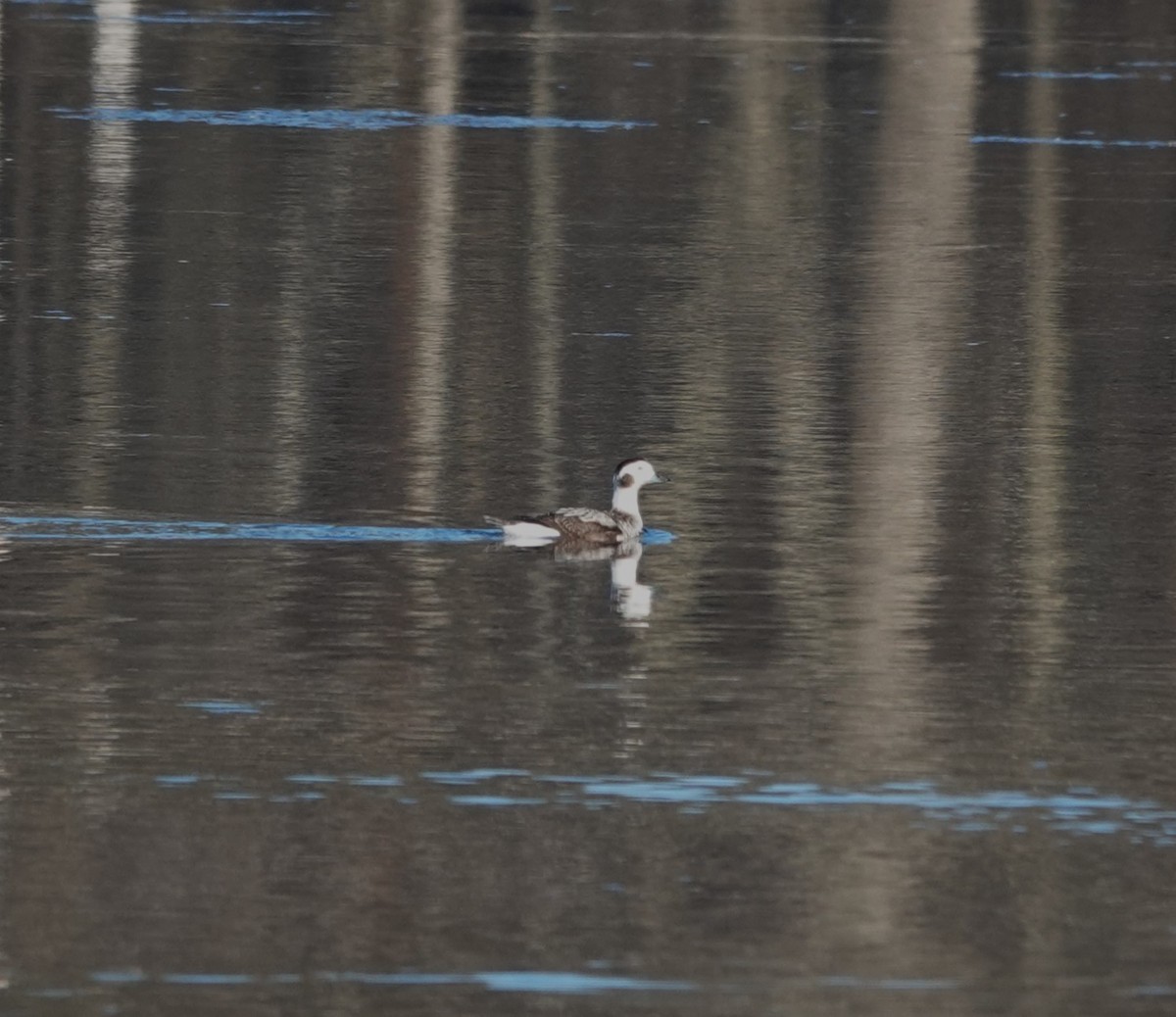Long-tailed Duck - Tim Shortell