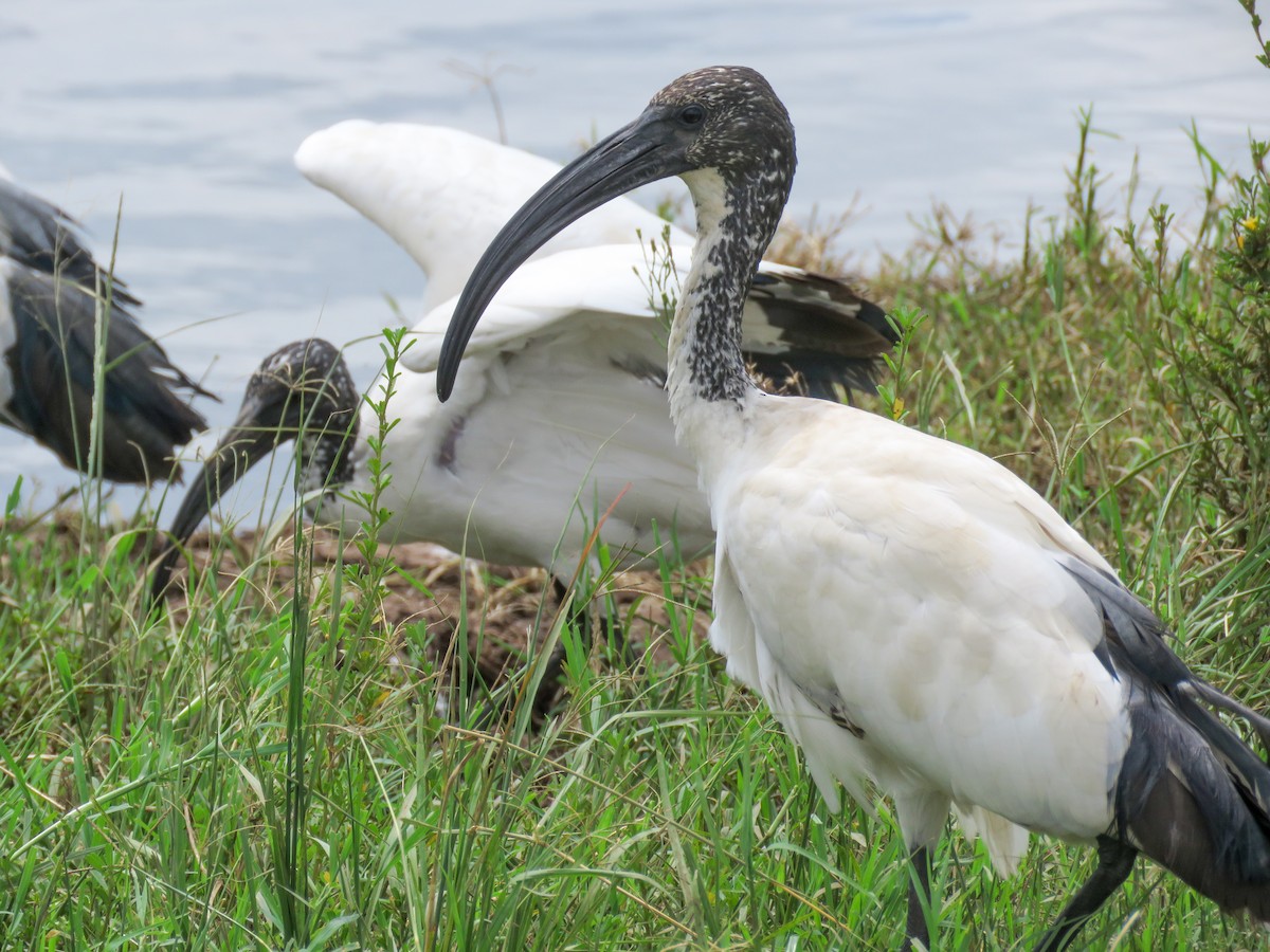 African Sacred Ibis - ML614521208