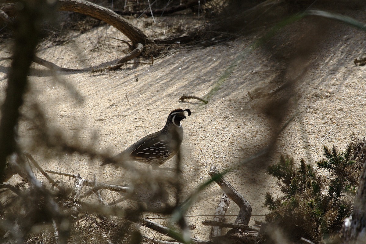 California Quail - ML614521285