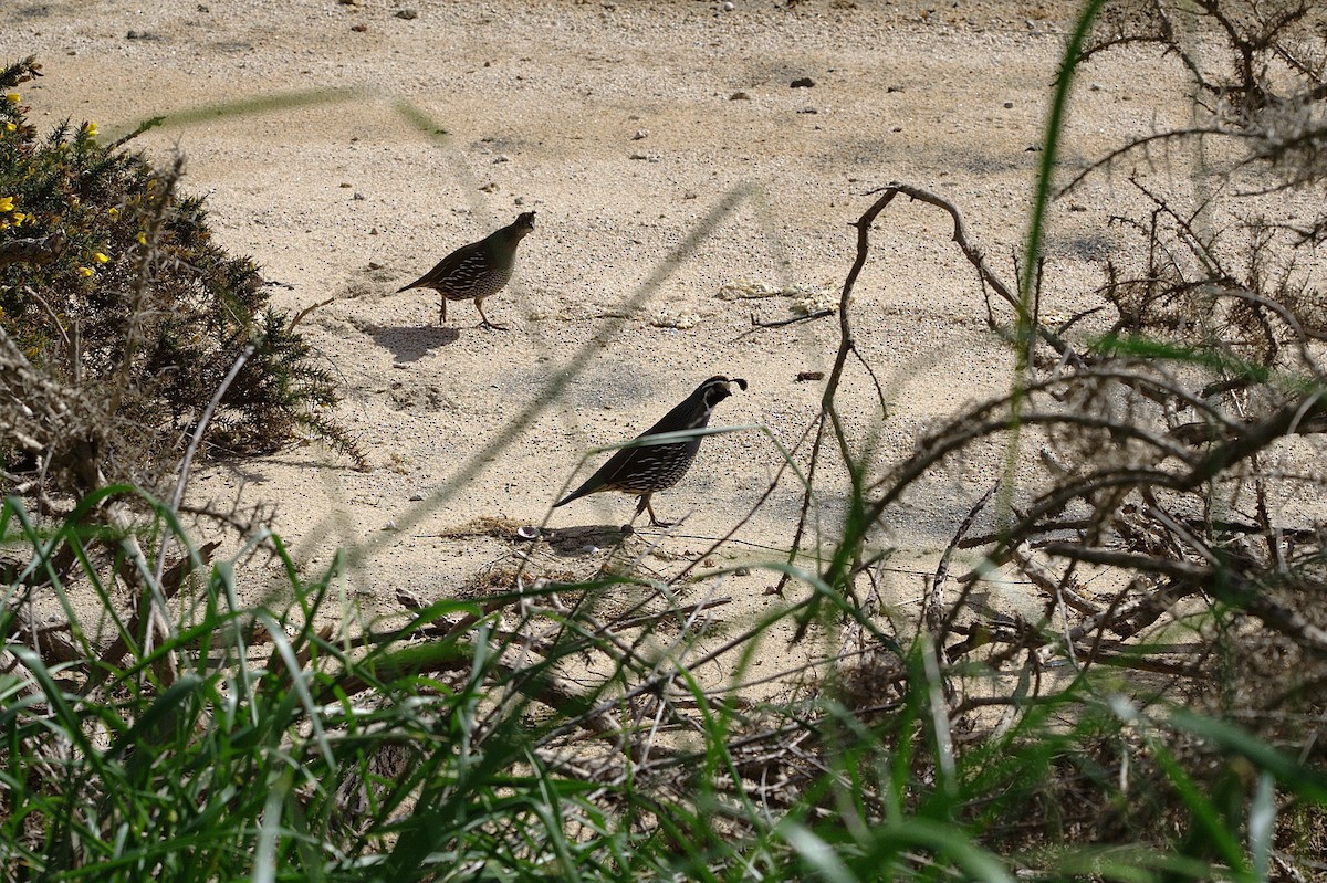 California Quail - ML614521286