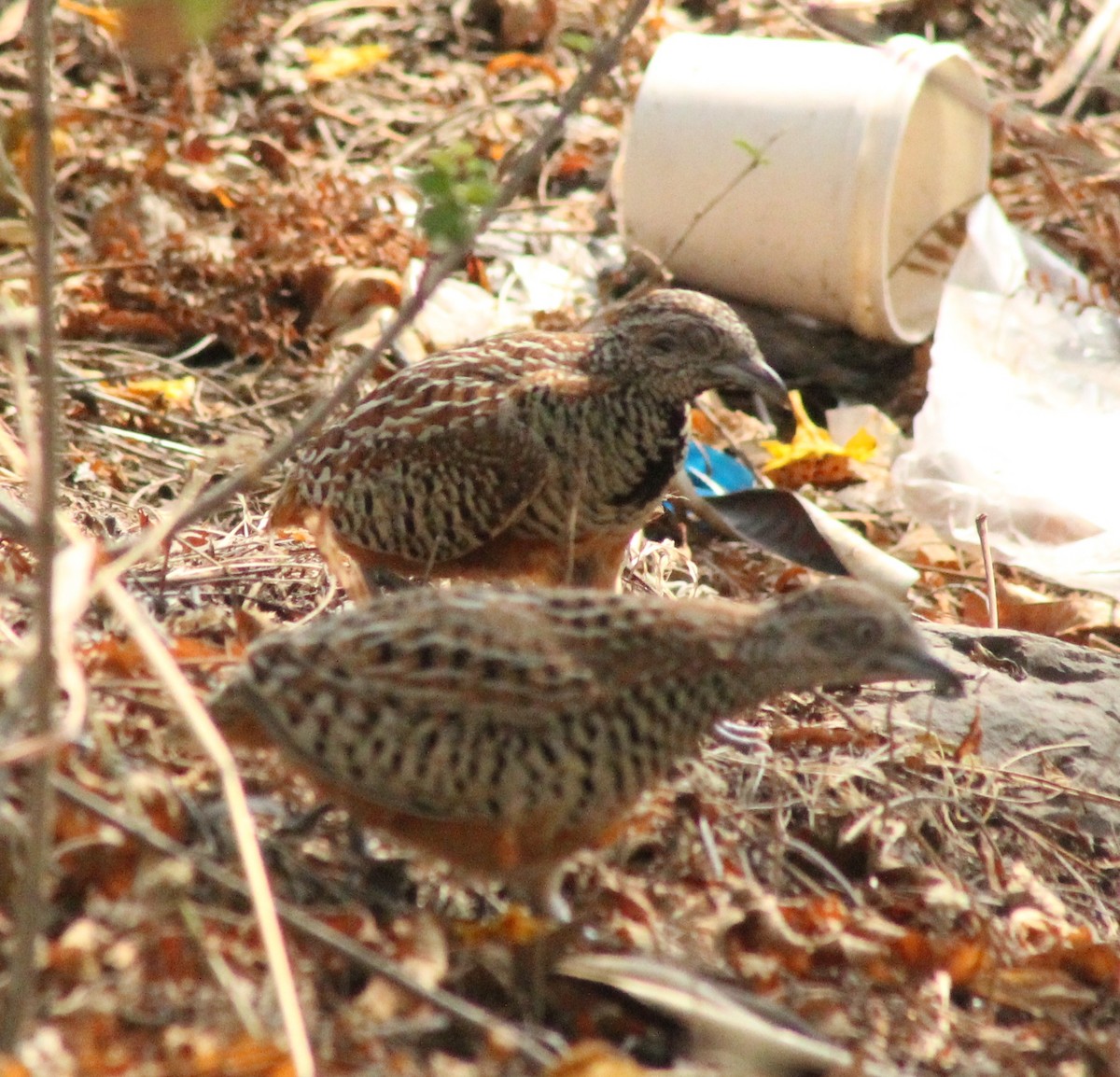 Barred Buttonquail - ML614521310