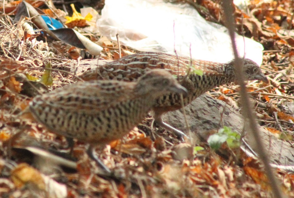 Barred Buttonquail - ML614521314