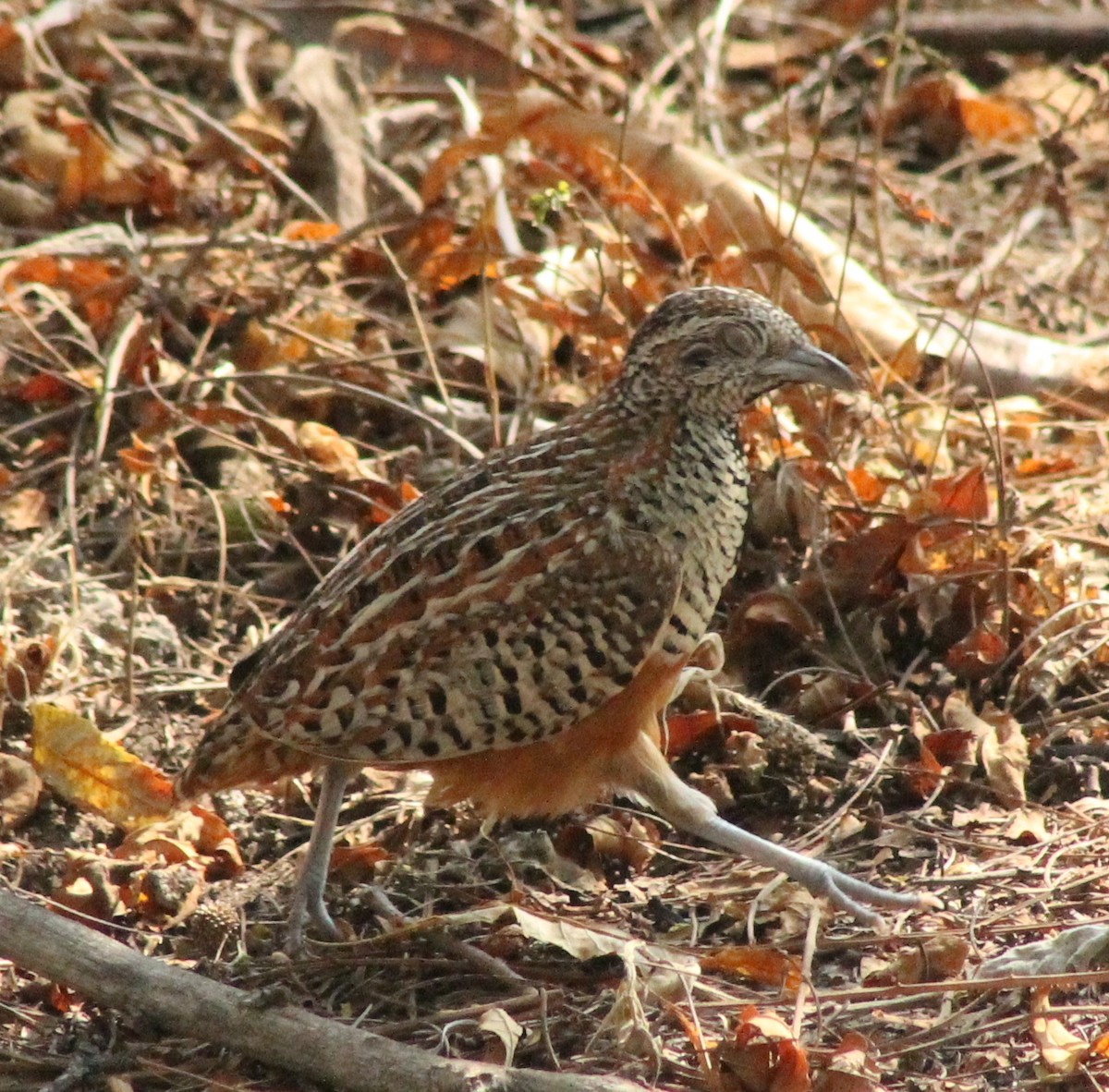 Barred Buttonquail - ML614521316