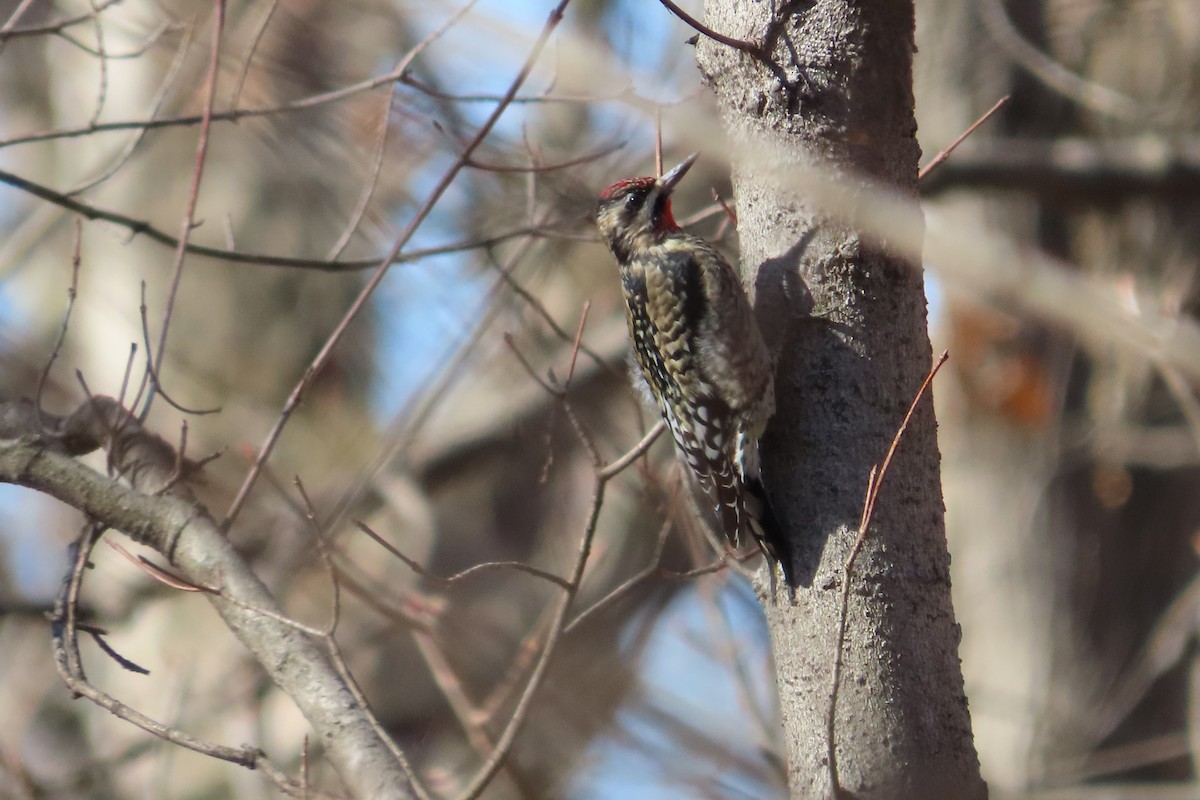 Yellow-bellied Sapsucker - ML614521317