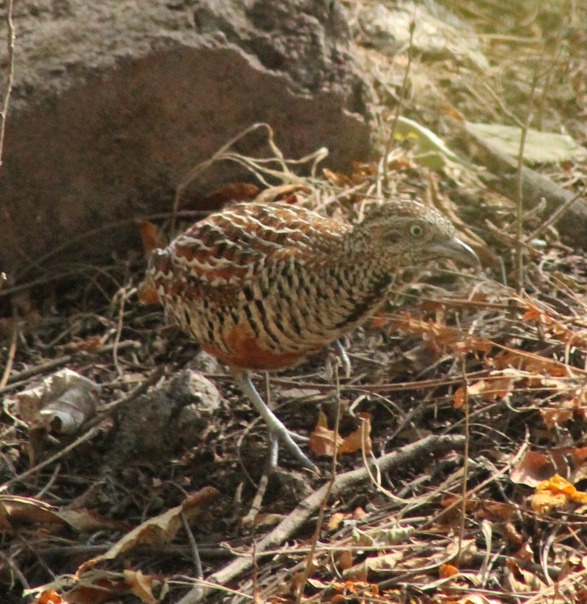 Barred Buttonquail - Madhavi Babtiwale