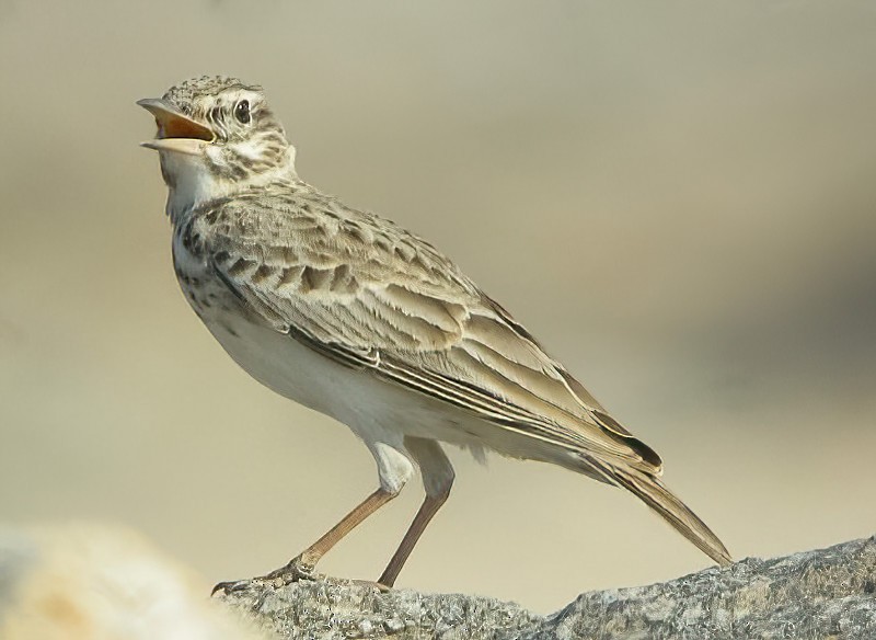 Crested Lark (Crested) - ML614521487